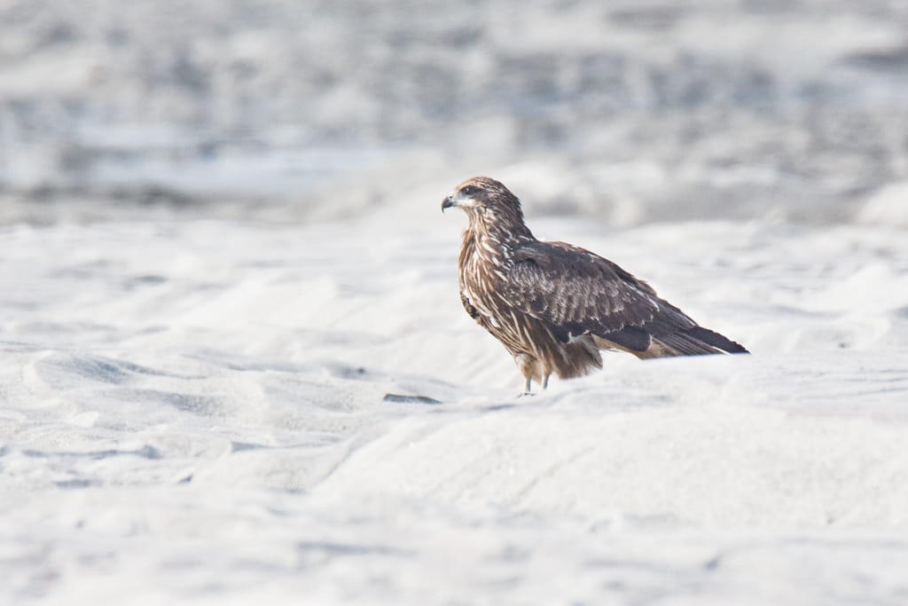 Black Eared Kite Bird